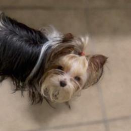 Callie - Yorkshire Terrier