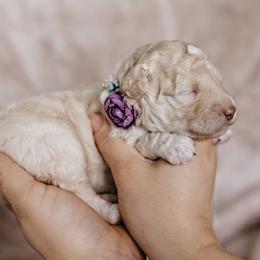 Goldendoodle Puppies from Emma Doodles