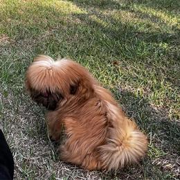 Mushu AKC - Red male Shih Tzu puppy in Statesboro, Georgia from Magnolia Small Breeds
