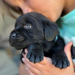 Light Blue Collar - Black male Labrador Retriever puppy in Archer Lodge, North Carolina from Archer Lodge Labradors