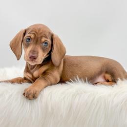 Truffle - Chocolate and cream female Dachshund puppy in Litchfield, Illinois from Charmm Dachshunds