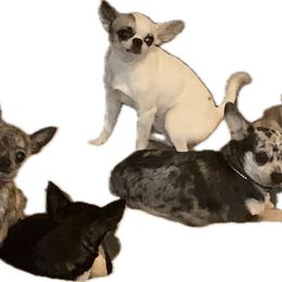 Sassy - Chihuahua