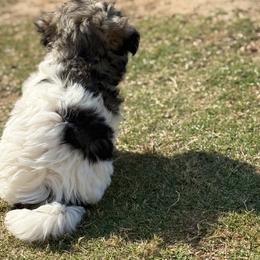Havanese and Havapoo Puppies from Happytailspuppies