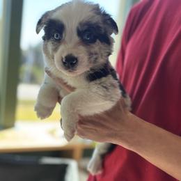 Loki Jr - Black tri male Miniature Australian Shepherd puppy in Big Pine Key, Florida from Smushy Pups