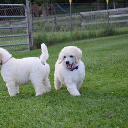 Poodle Puppies from D and D Standard Poodles
