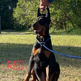 Red Collar Girl HM - Black and rust female Doberman Pinscher puppy in Knox, Indiana from Double River Dobermans