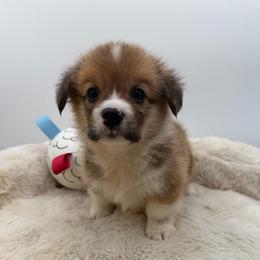 Wren - Red male Pembroke Welsh Corgi puppy in Minooka, Illinois from Lucky J Corgis