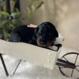 Tiger Lily - Black female Bordoodle puppy in Valley Center, California from Circle R Valley Bordoodls