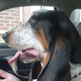Tilly - Basset Hound