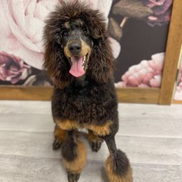 Coco - Poodle