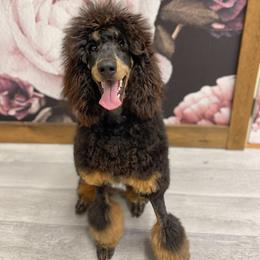 Coco - Poodle