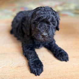 Jetty - Black male Goldendoodle puppy in Pollock Pines, California from Penny Lane’s Doodles