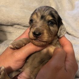 Mirabel - Black and cream female Dachshund puppy in Cattaraugus County, New York from H&C’s Dachshunds and Retrievers
