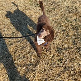 Pomeranian and Poodle Puppies from Sky’s the Limit Cloud K9’s