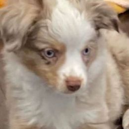 Australian Shepherds from Judy’s Aussies