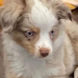 Australian Shepherds from Judy’s Aussies