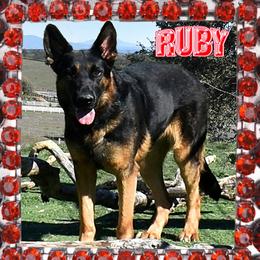 RUBY - German Shepherd