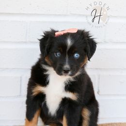 Miniature American Shepherd, Miniature Australian Shepherd, and Toy Australian Shepherd Puppies from Hydden Aussies