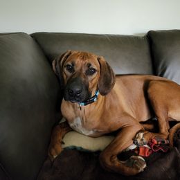 Copper - Rhodesian Ridgeback