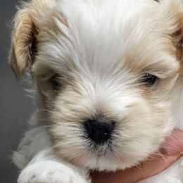 Maltese and Yorkshire Terriers from YorkieLover
