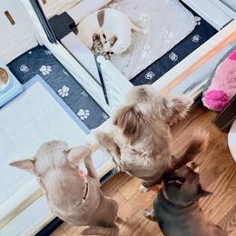 Chihuahua puppies from Cincy Chis