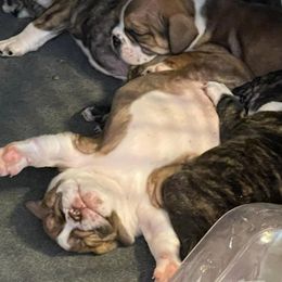 Bulldogs from Miller Bulldogs