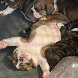 Bulldogs from Miller Bulldogs