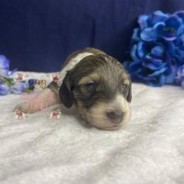 Willie the Weenie - Piebald male Dachshund puppy in Cascade, Virginia from Heart of Honey Miniature Dachshunds