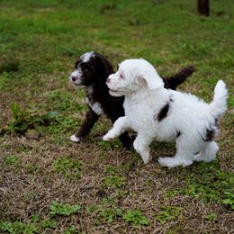Australian Labradoodle Puppies from Lake Blue Australian Labradoodles