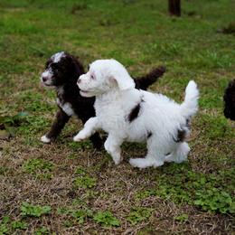 Australian Labradoodle Puppies from Lake Blue Australian Labradoodles