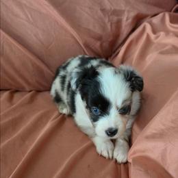 Siggy - Blue merle female Miniature Australian Shepherd puppy in Arlington, Texas from CopperHead Aussies