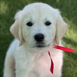 Girl 3 - female Golden Retriever puppy in Lawrenceburg, Tennessee from Summerland Goldens