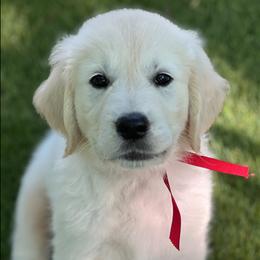 Girl 3 - female Golden Retriever puppy in Lawrenceburg, Tennessee from Summerland Goldens