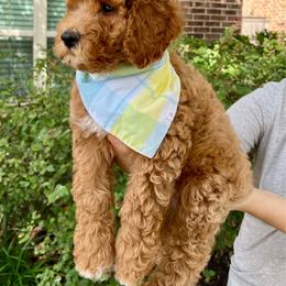 Latte - Apricot female Goldendoodle puppy in Fulshear, Texas from Little Potatoes TX