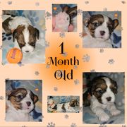 King (Orange collar) - Black gold and white male Cavatzu puppy in Sandy, Utah from Pulley Puppies