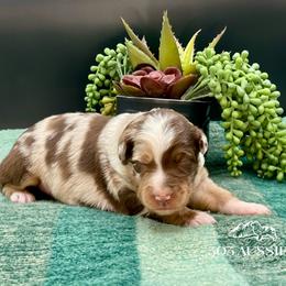 Vivian - Red merle female Australian Shepherd puppy in Thornton, Colorado from 303 Aussies