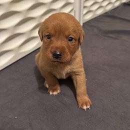 Female 2 - Yellow female Labrador Retriever puppy in Wardensville, West Virginia from Sager’s Labrador Puppies