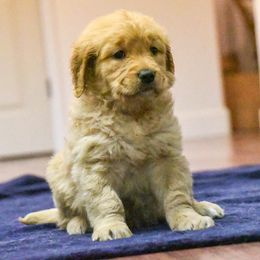 Golden Retrievers from Jesse Hinckley's Golden Retrievers