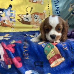 Cavalier King Charles Spaniel Puppies from Purple Moon Cavaliers