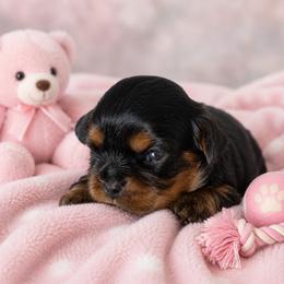 Puppy 3, Black and Tan, Female - Black and tan female Cavalier King Charles Spaniel puppy in Paterson, Washington from Royal Garden Cavaliers