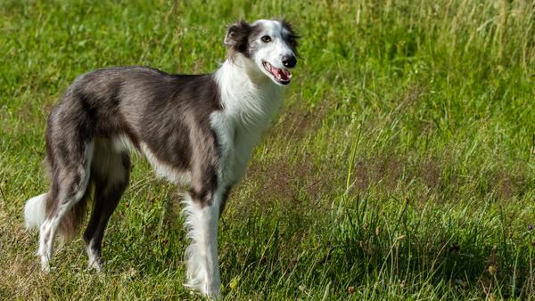Find Silken Windhound puppies for sale near Utah