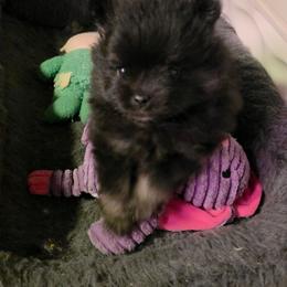 Indigo pup 2 - Black and tan female Pomeranian puppy in Carrollton, Georgia from B AND R'S POMERANIAN'S