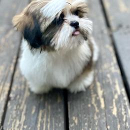 Shih Tzu Puppies from Amanda's Shih Tzu