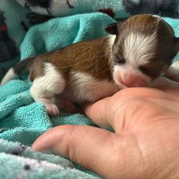 Georgia peachpie (Georgie) - Liver and white female Shorkie puppy in Idaho from Little Rascal Ranch