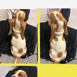 Basset Hound Puppies from For the Love of Long Ears AKC purebred Basset Hounds