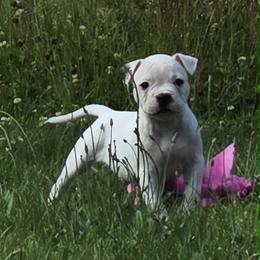 Jelly Roll - White male American Bulldog puppy in Three Rivers, Michigan from Jemms Kennels