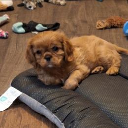 You name - Ruby male Cavalier King Charles Spaniel puppy in Holbrook, New York from Merimaur Goldens and Cavaliers