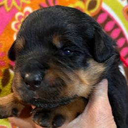 Thunder - Black and mahogany male Rottweiler puppy in Crothersville, Indiana from The Solid Rock Kennel