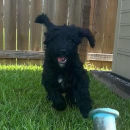 Silver - Black female Goldendoodle puppy in Summerville, South Carolina from Lizarazo Doodles