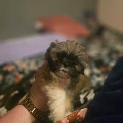 Oliver - Brown male Mal-Shi puppy in Pleasant Hill, Iowa from Courtney Nicole's Mal Shihs & Goldendoodles